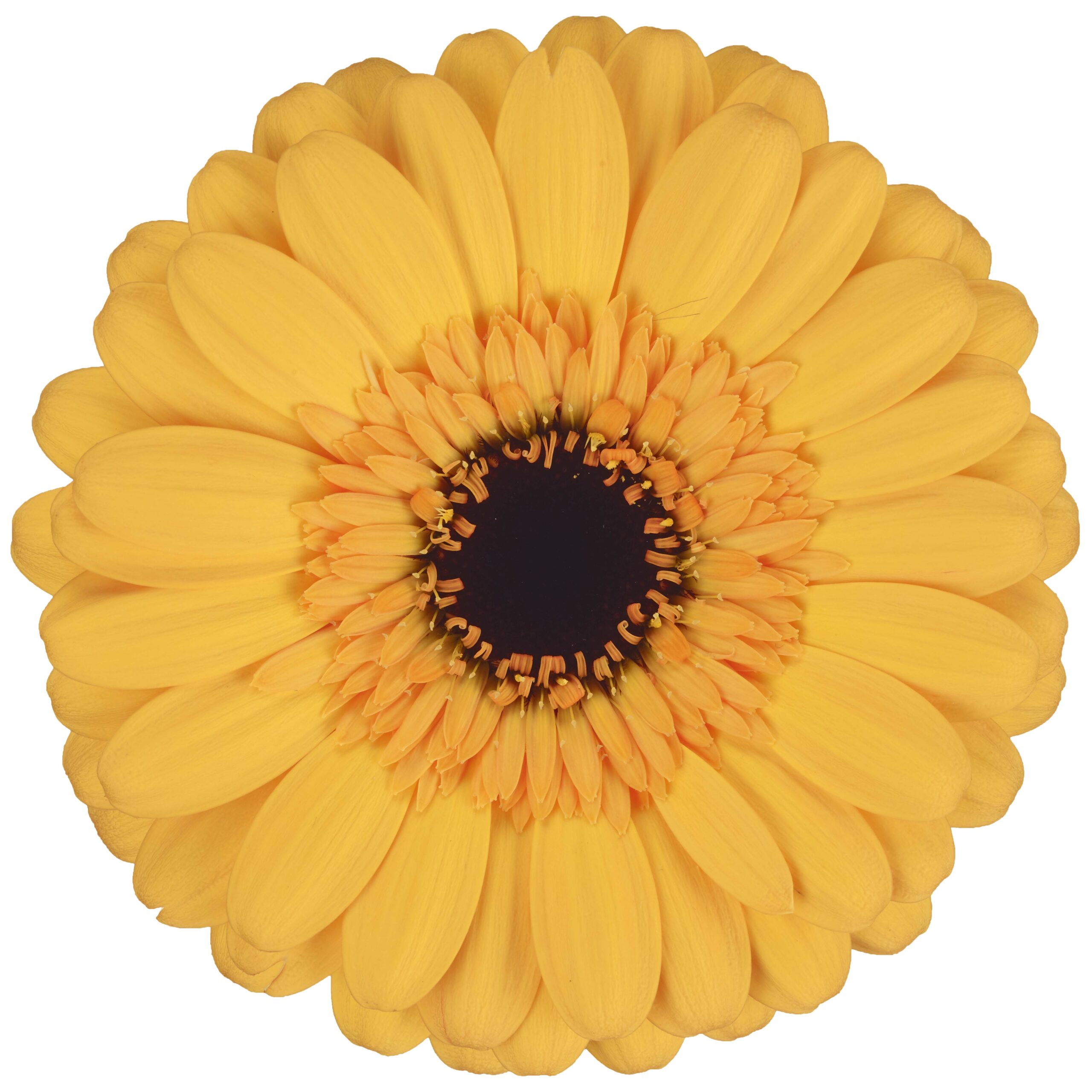 Gerbera TWEETY