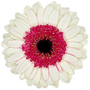 Gerbera_mini_Double_fun