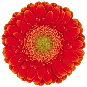 Gerbera mini kenny
