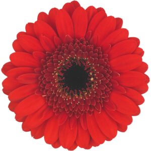 Gerbera_mini_ nirvana