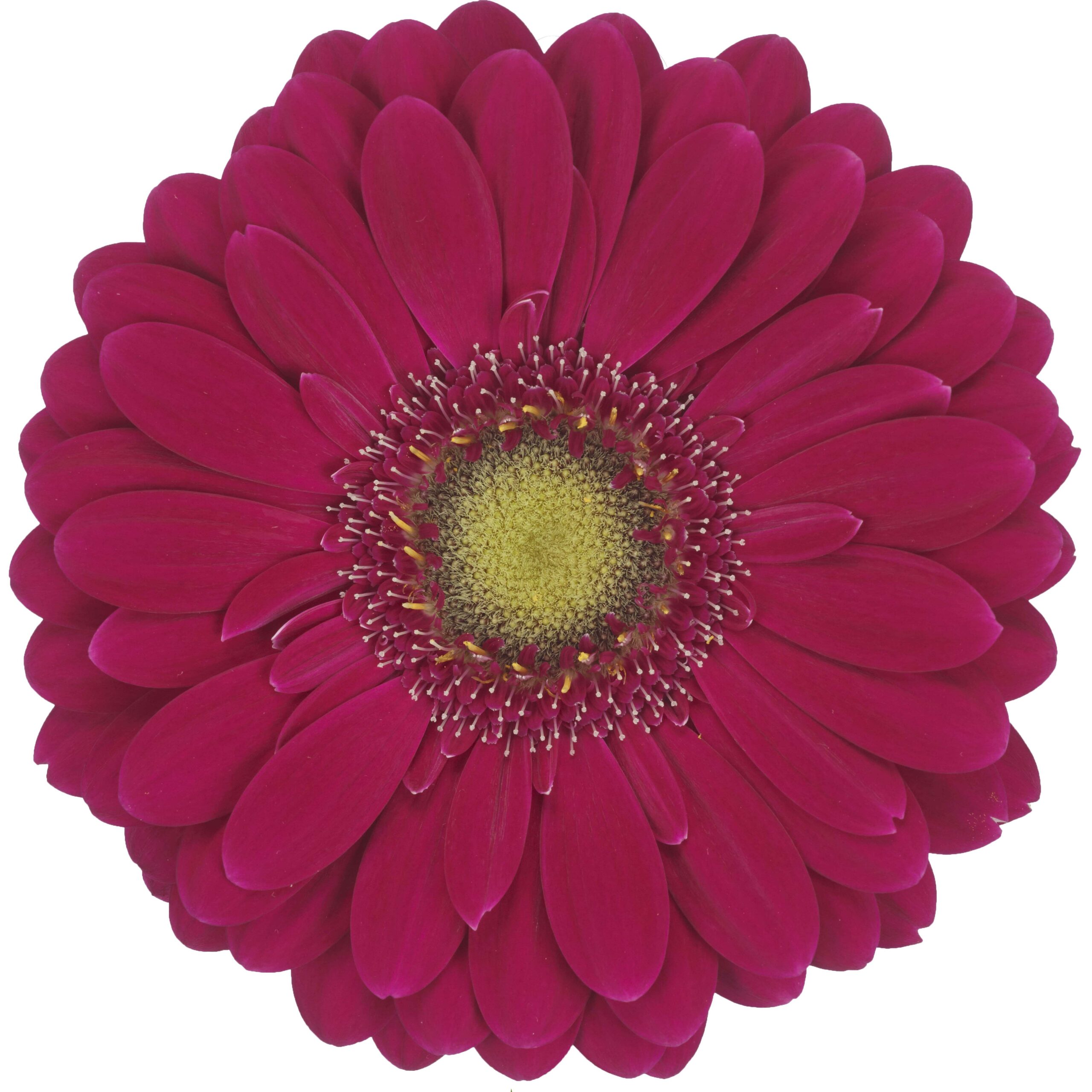 Gerbera VIVIAN