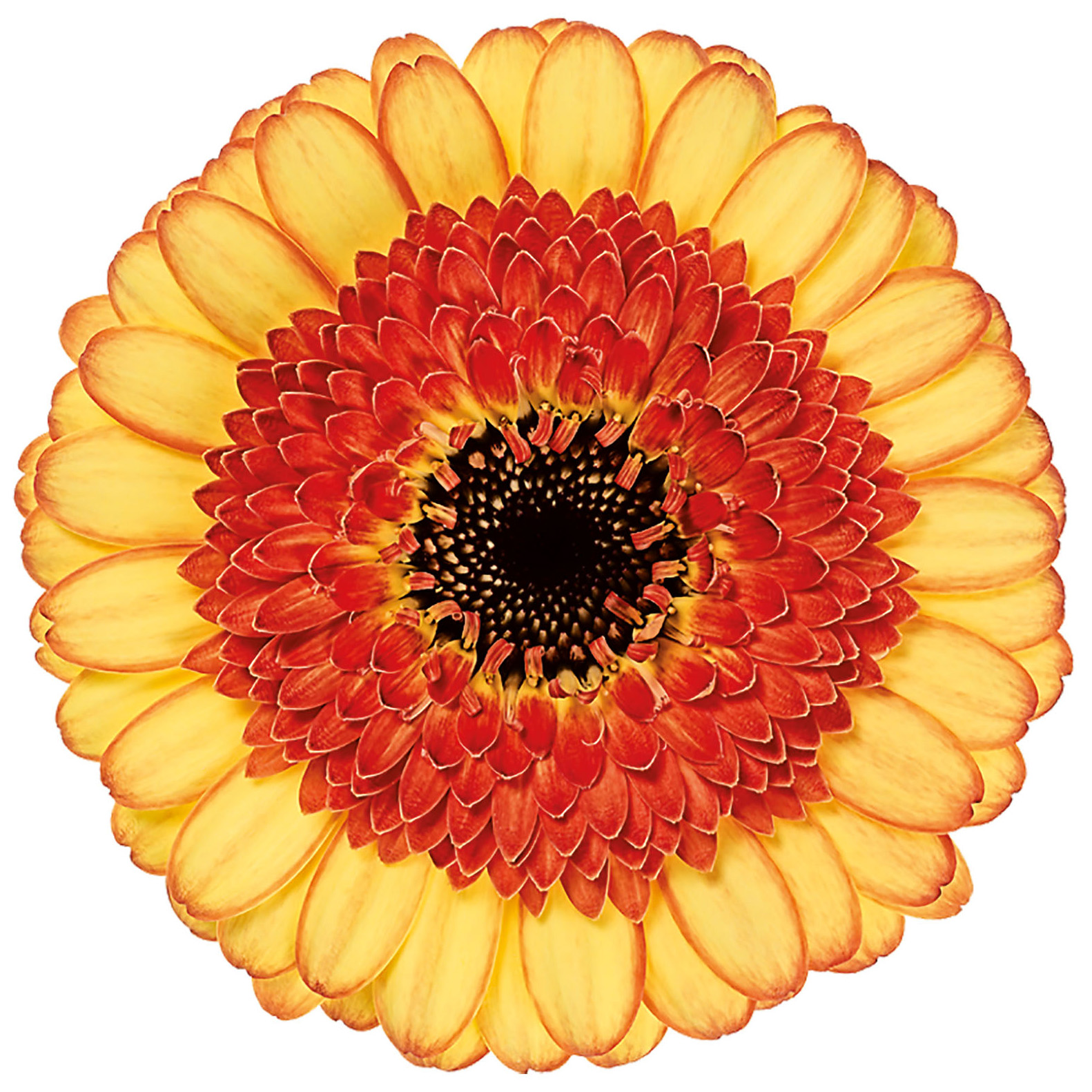 Gerbera-Mini-Decora