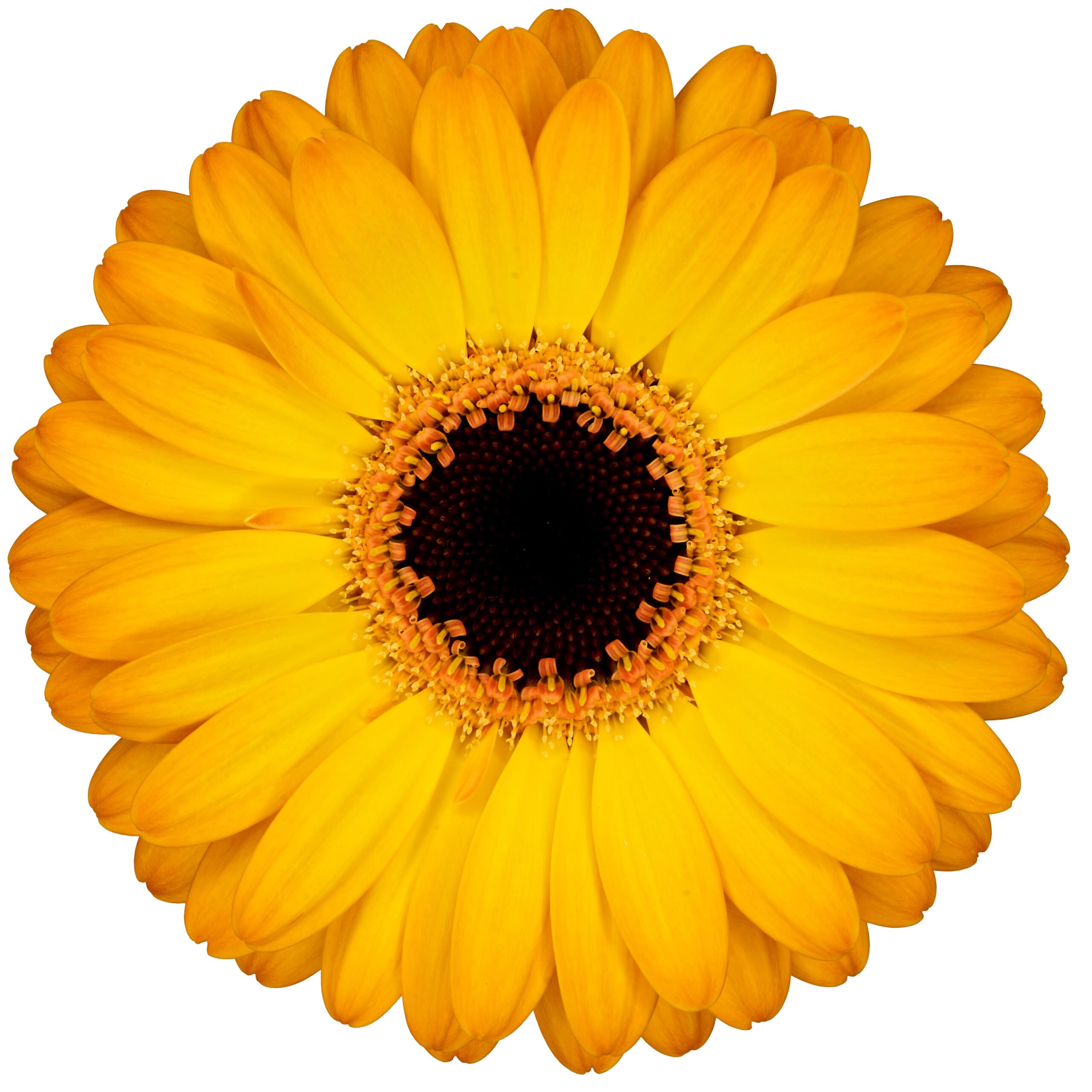 Gerbera_mini_solero