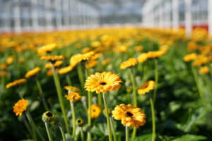 Duurzaam telen Van der Wilt Gerbera's
