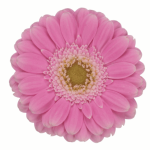Gerbera Philou