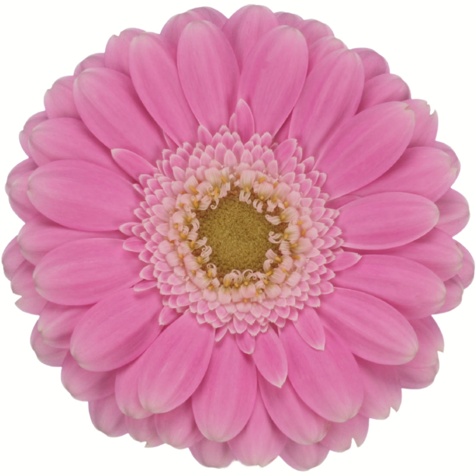 Mini Gerbera Philou